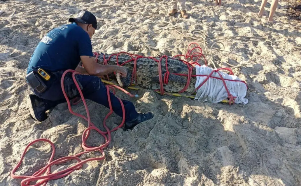 Respuesta inmediata evita riesgos tras aparición de enorme cocodrilo en Marina Vallarta